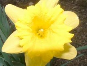 Daffodil