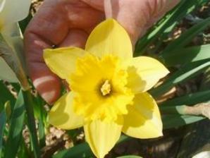daffodil
