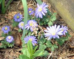 flowers 1