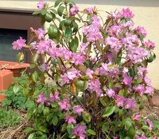 rhododendron