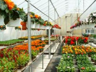 flower shop 1