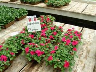 flower shop 2