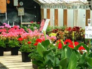 flowers 4