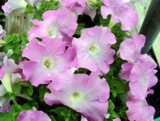 flowers 5