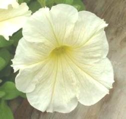 flowers 6