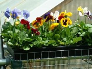 flowers 8