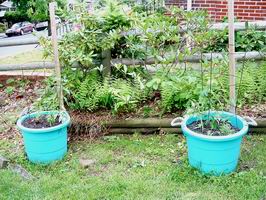 plants 1