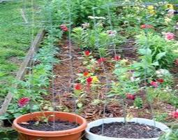 plants 3