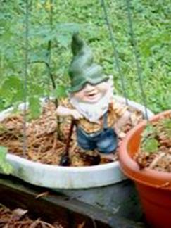 gnome 1