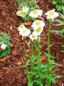 daisies