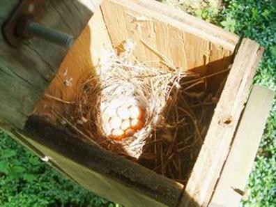 birdhouse