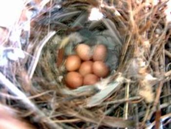 eggs