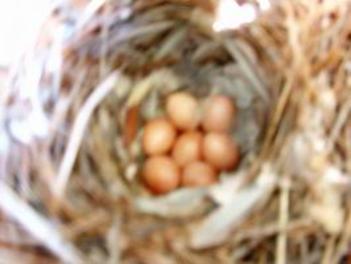 eggs 2