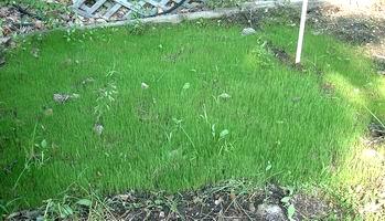 grass 1