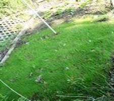 grass 2