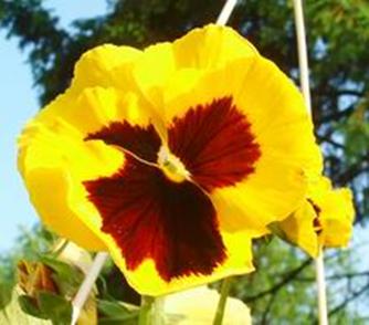 pansie