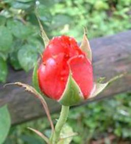 rose