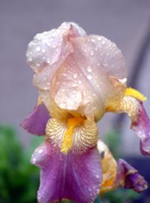 iris