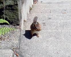 chipmonk