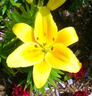 flower
