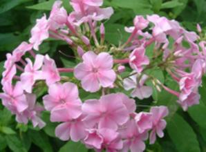 flower4
