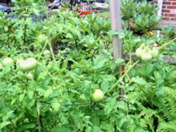 garden