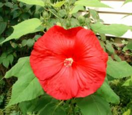 hibiscus1