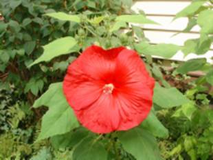 hibiscus2