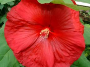hibiscus3