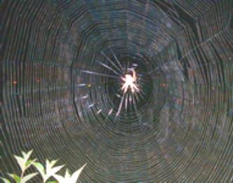 spider1
