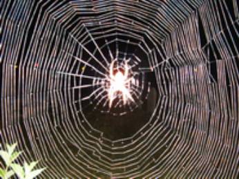spider2